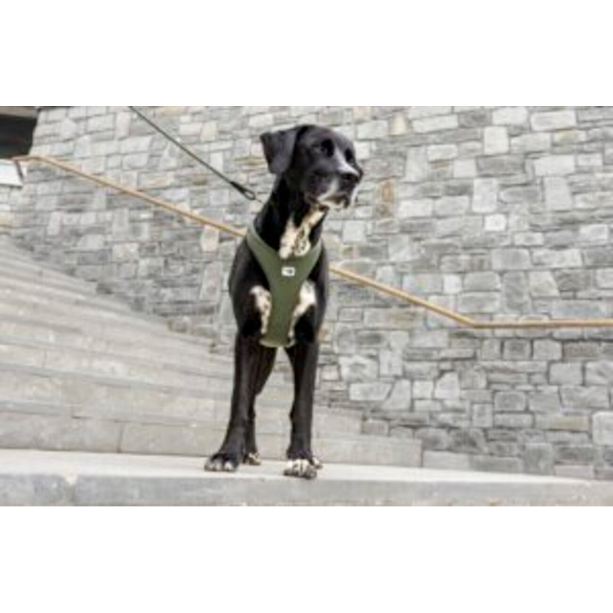 All New Belka Harness Air-Mesh Comfort für Hunde