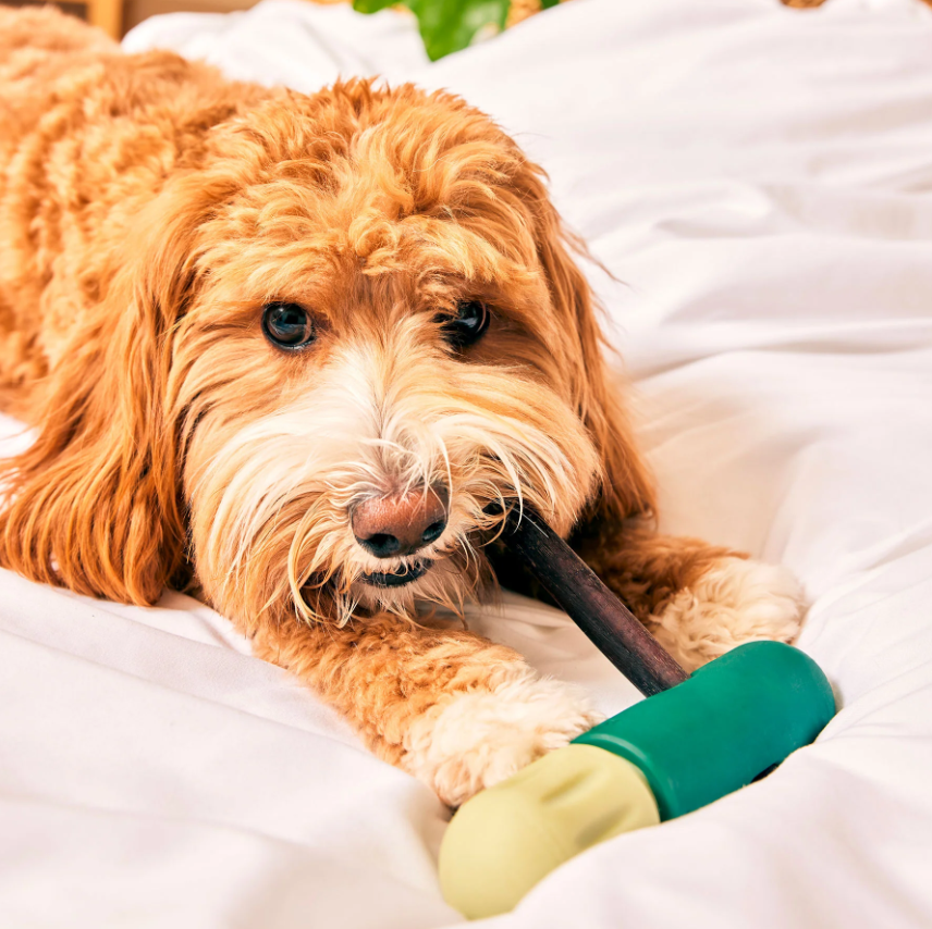 BullySafe Bully Stick Halte für Hunde- sicherer Kauartikel Halter