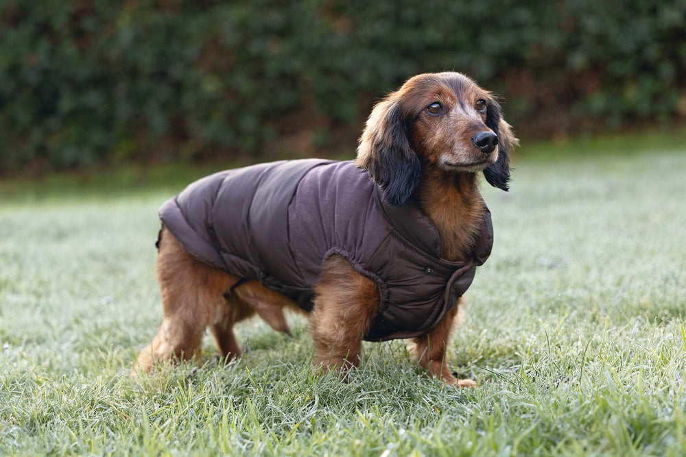 Beeztees Hundemantel Wisti für Dackel – Warm & wasserfest mit Plüschfutter