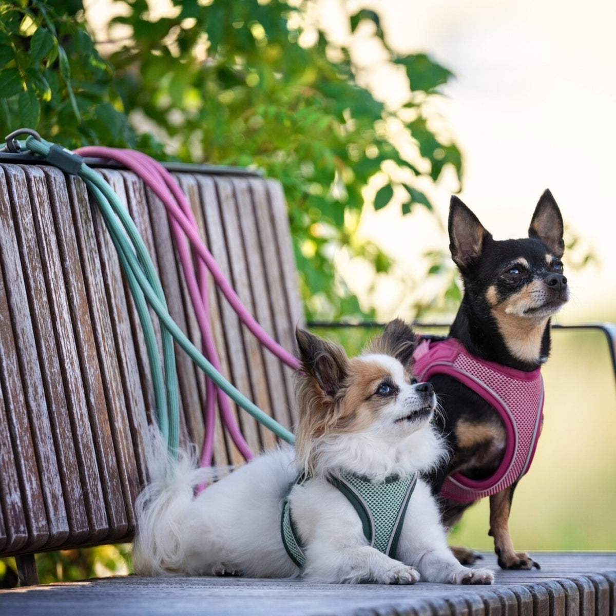 Max & Molly Matrix 2.0: Stylisches Air Vest Hundegeschirr für Deinen Liebling