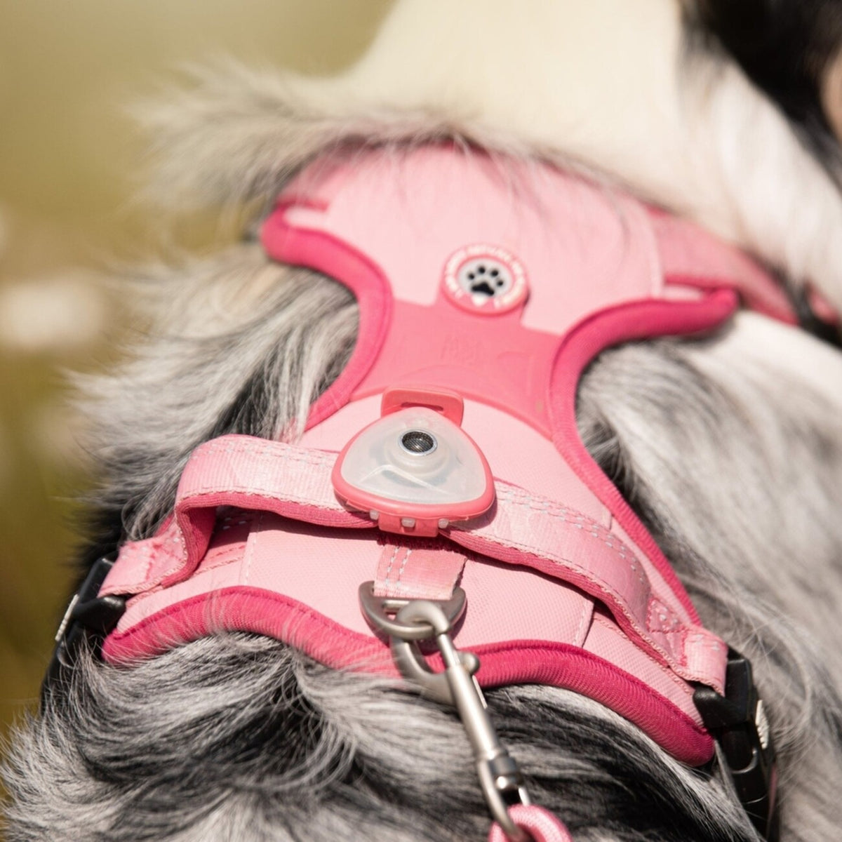 Max & Molly Soundshield Ultraschall Zeckenschutz für Hunde – rose