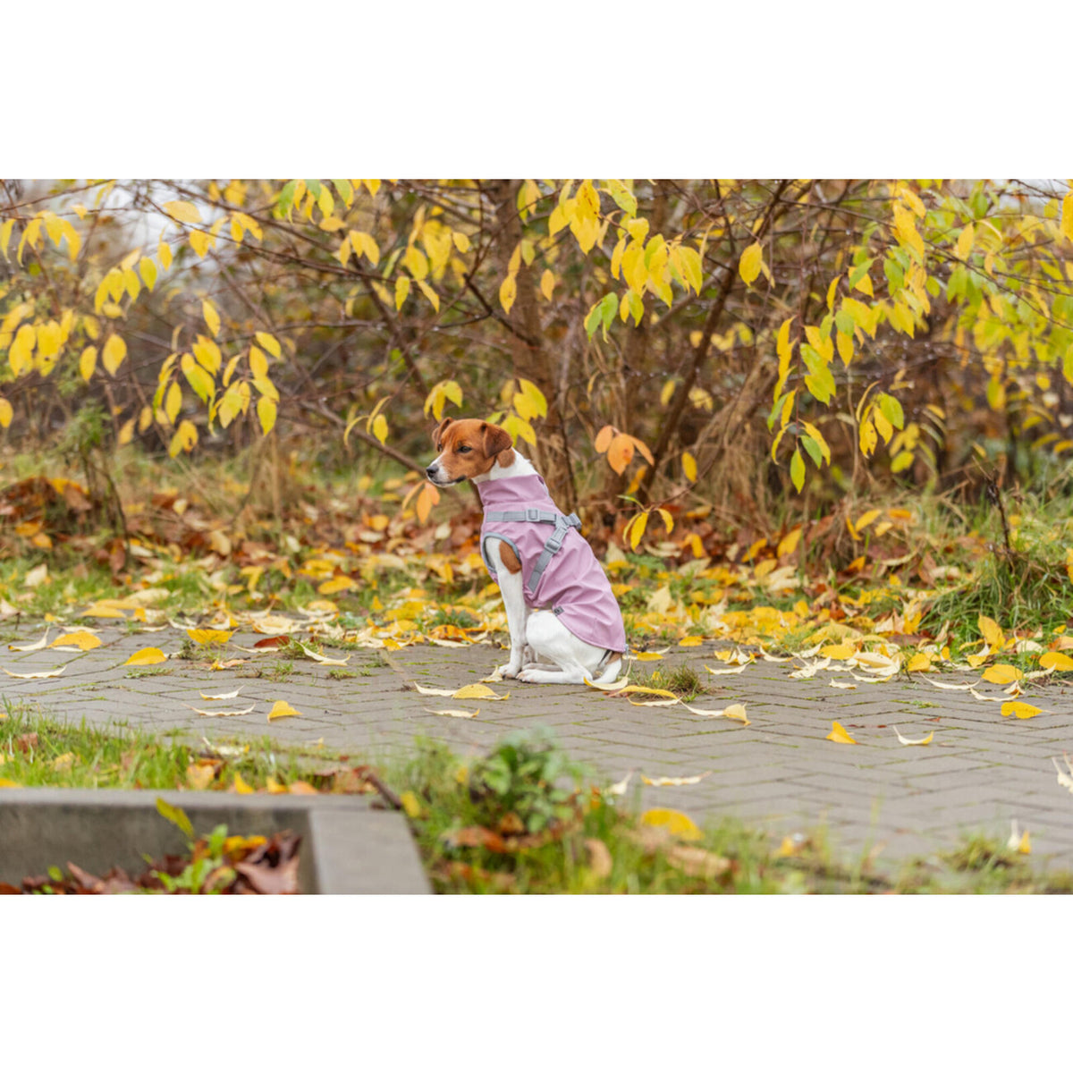 Geschirrmantel Regenmantel für Hunde Pontis Rain