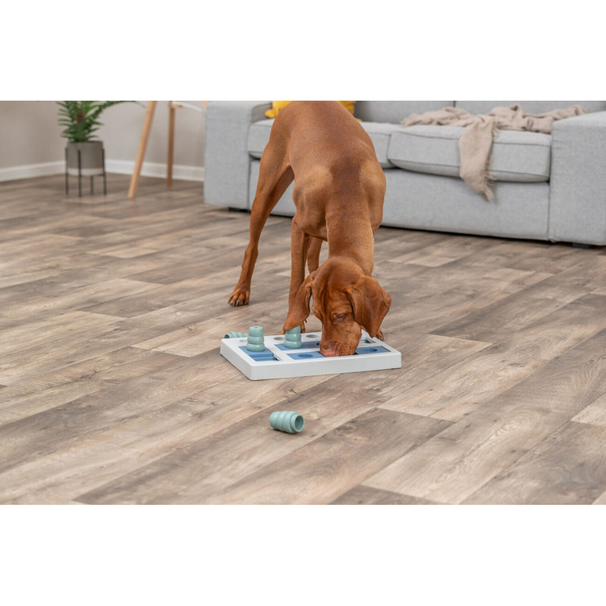 Dog Activity Strategiespiel Chess für Hunde