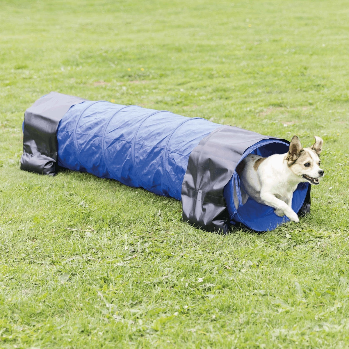 Agility Tunnel für Welpen und kleine Hunde