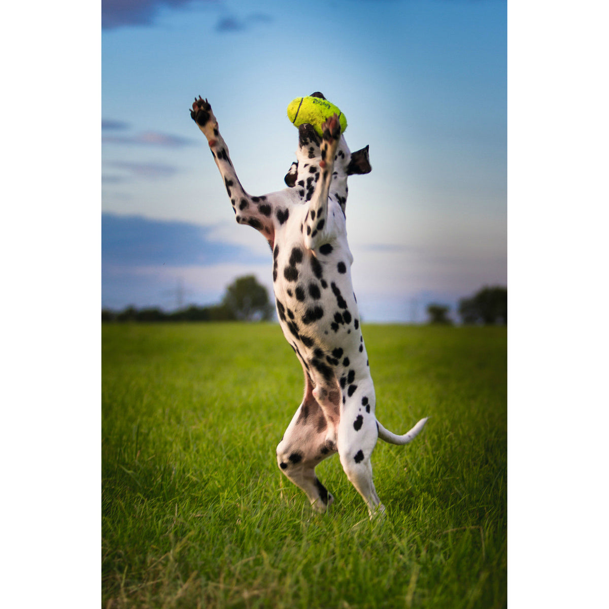 Air KONG Football Hundeball