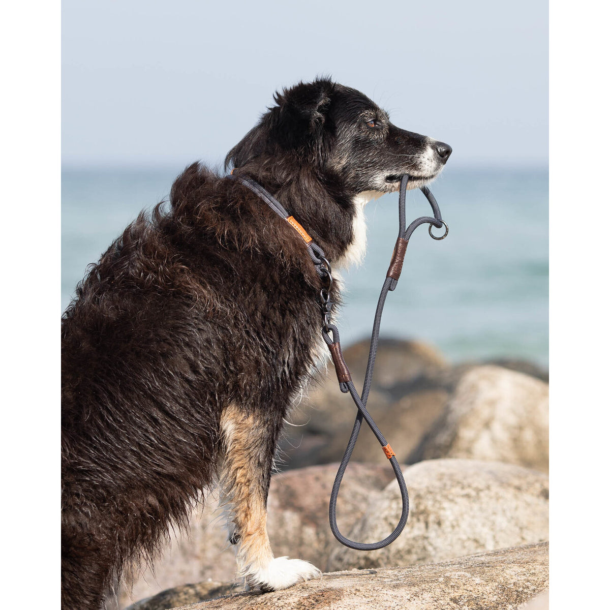 BE NORDIC Hunde Retrieverleine