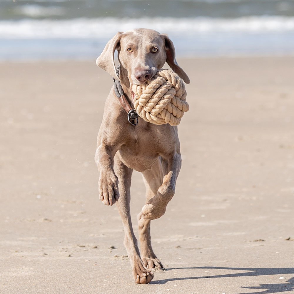 BE NORDIC Tau-Ball Hundespielzeug