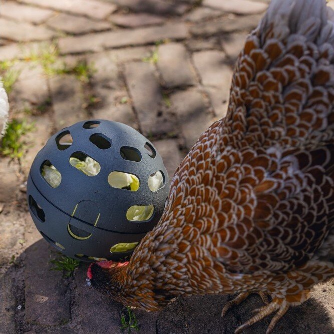 ECO Hühner Snackball