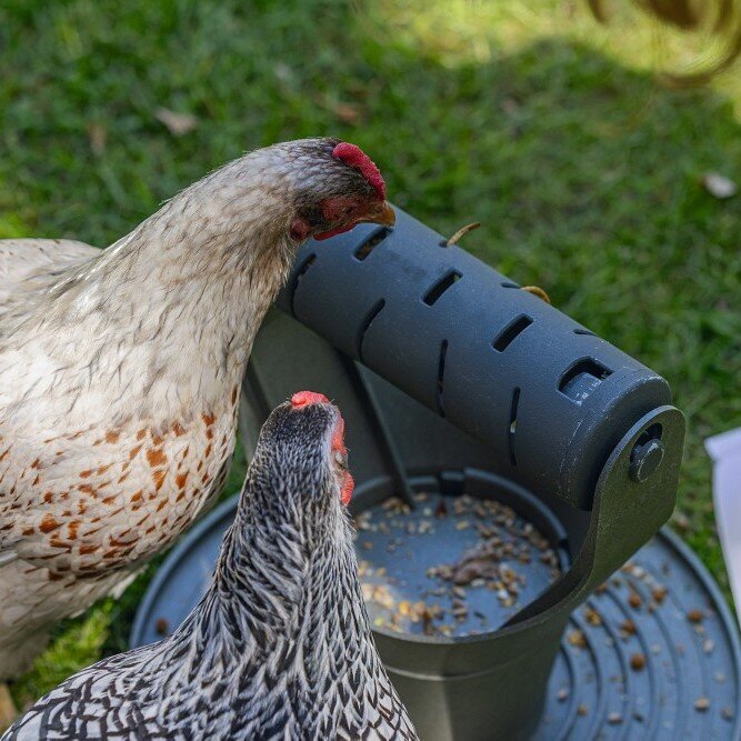 ECO Futter- und Snackrolle für Hühner
