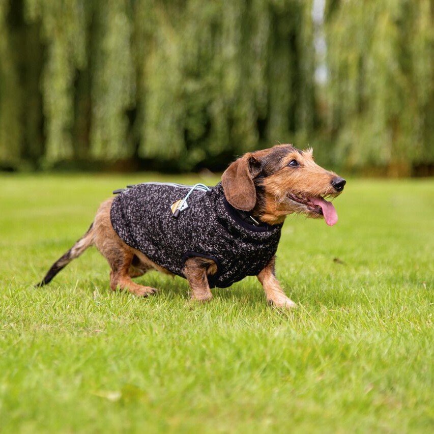 Hundepullover Celia