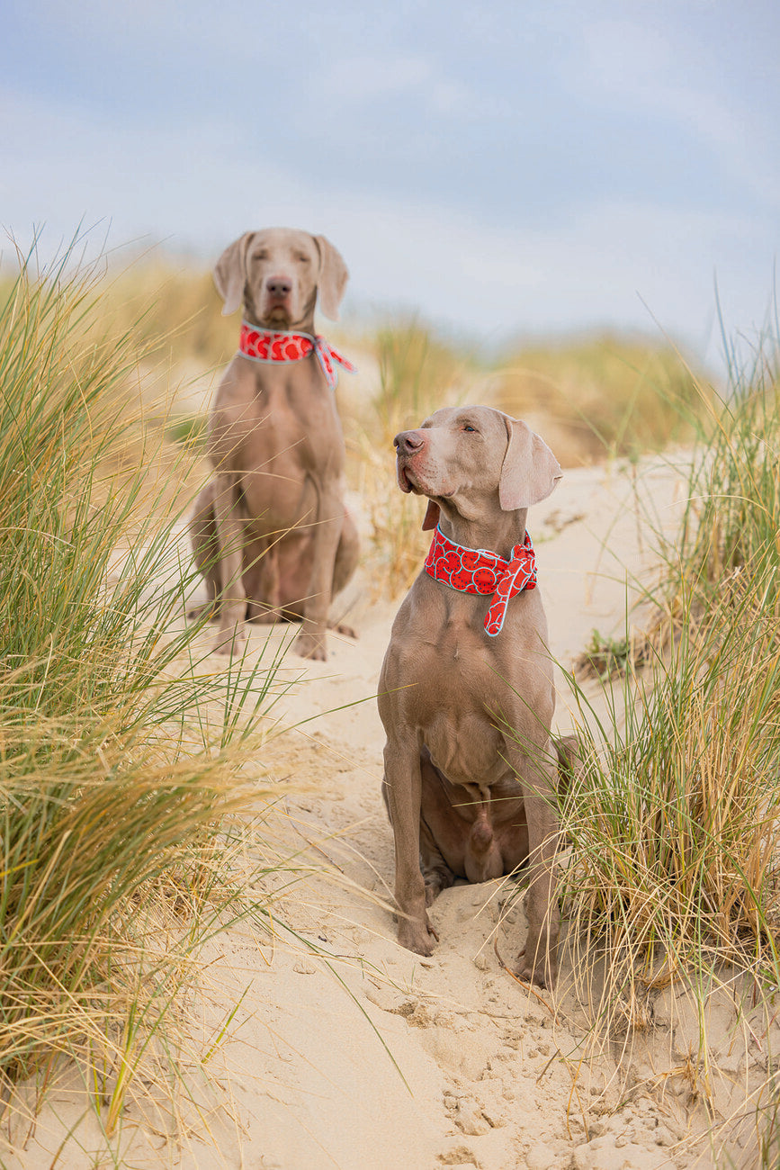 Kühlbandana Kühlhalsband Quick Cooler MELOENIE für Hunde