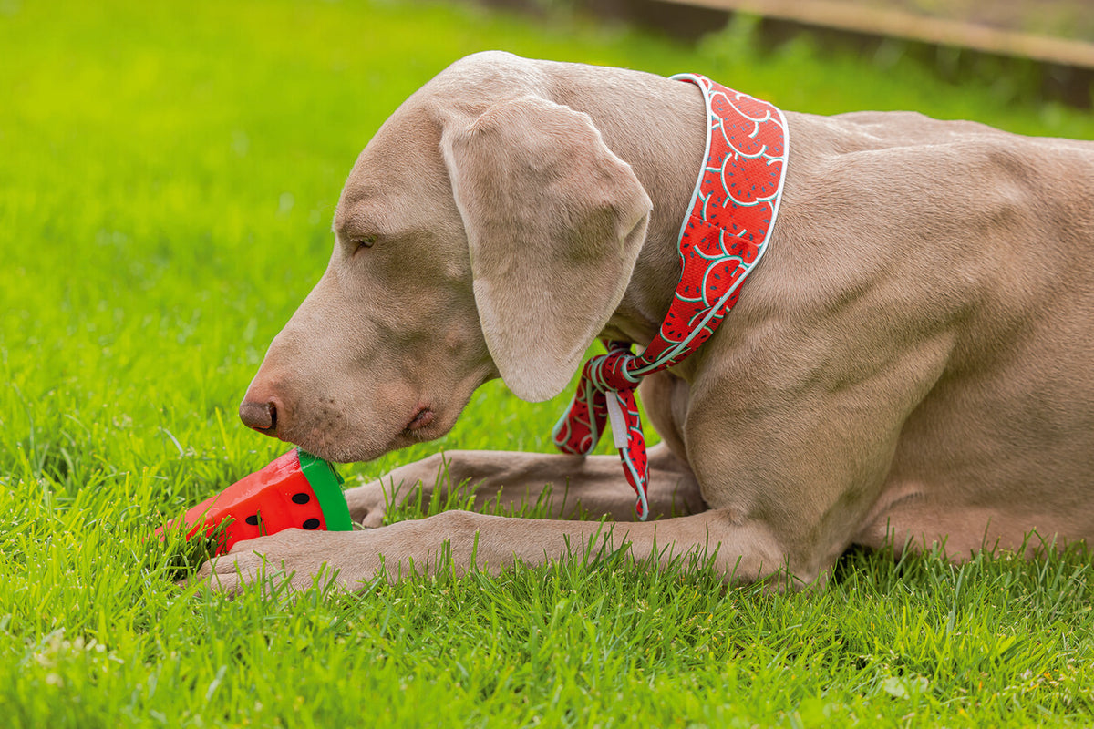 Kühlbandana Kühlhalsband Quick Cooler MELOENIE für Hunde