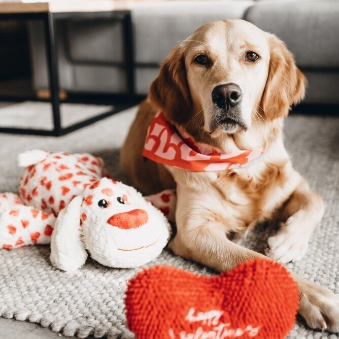 XL Hundespielzeug Knuffel Suki mit Sound