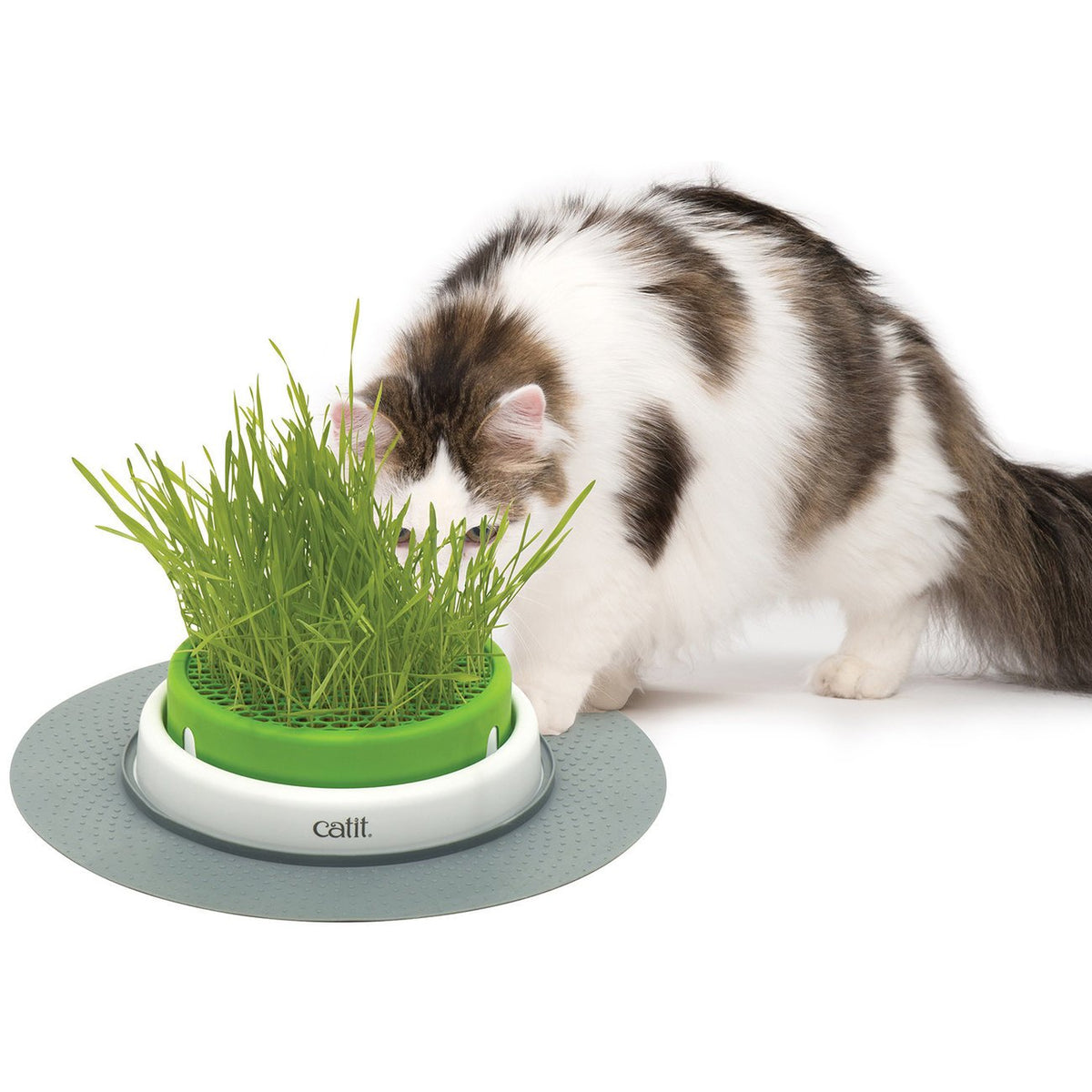 catit Senses 2.0 Katzengras 3er Pack