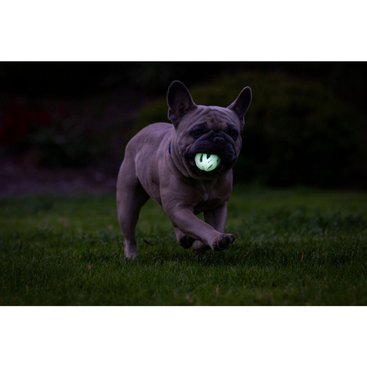 Chuckit! Air Glow Fetch Ball