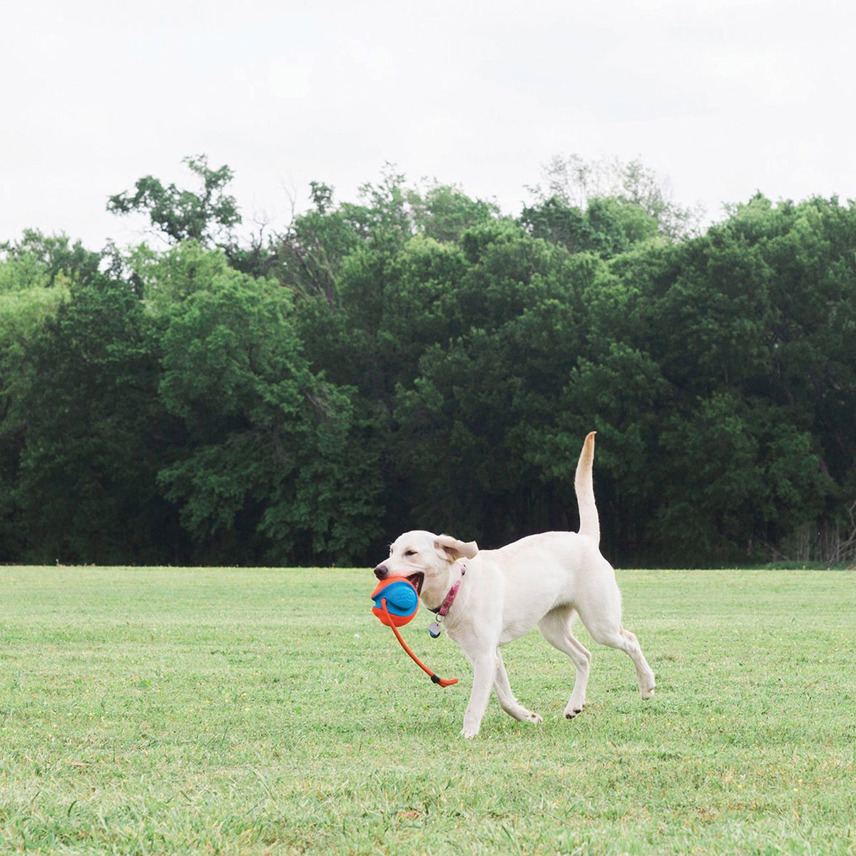 Chuckit! Rope Fetch