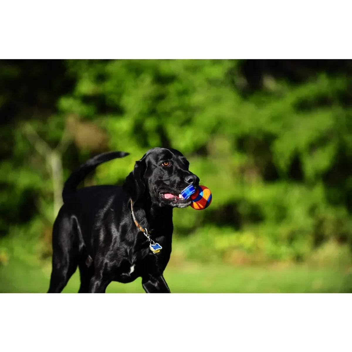 Chuckit Ultra Tug Ball mit Band
