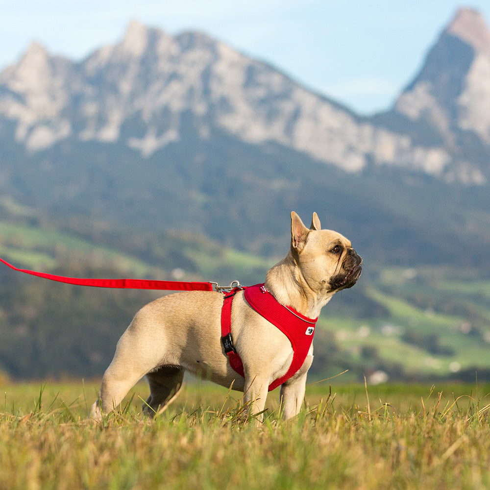 Curli Brustgeschirr Basic Air Mesh für kleine Hunde