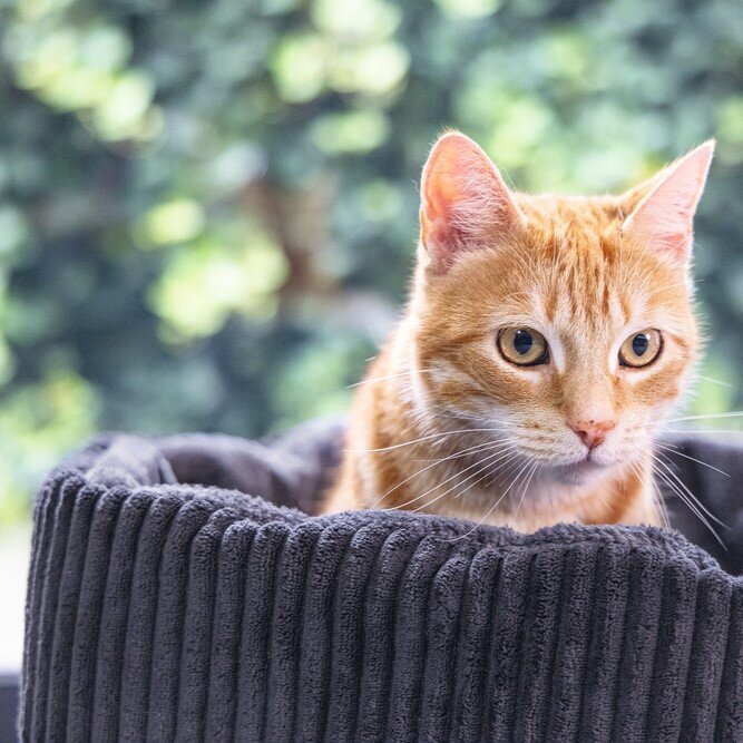Katzenkorb gerippt