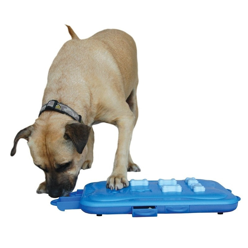 Dog Casino Hundespielzeug Plastik