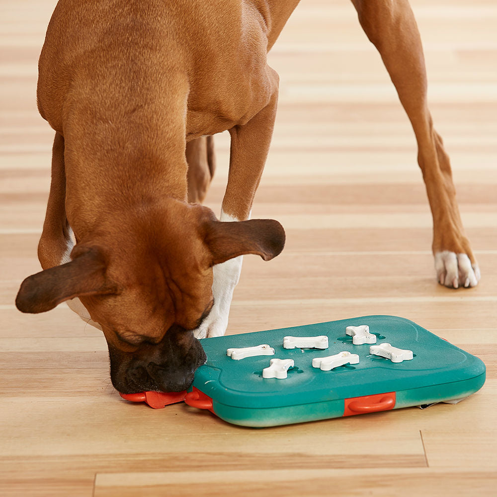 Dog Casino Hundespielzeug Plastik