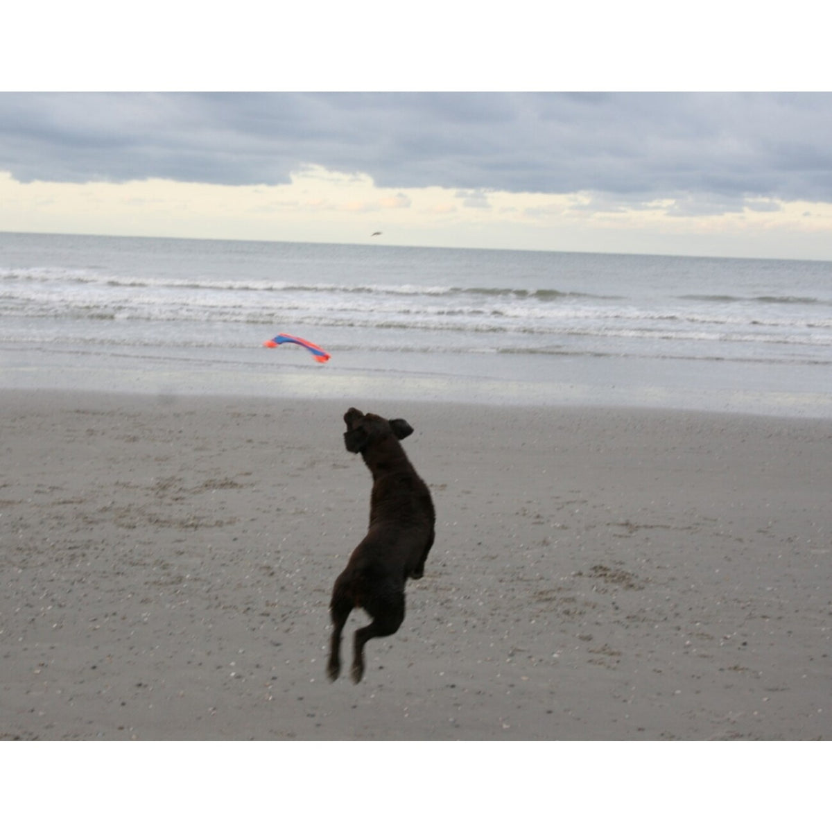 Chuckit! Flying Squirrel