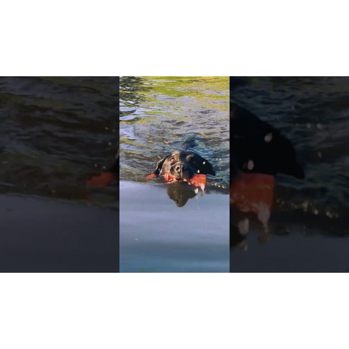 Dog Comets Bobber Schwimmspielzeug