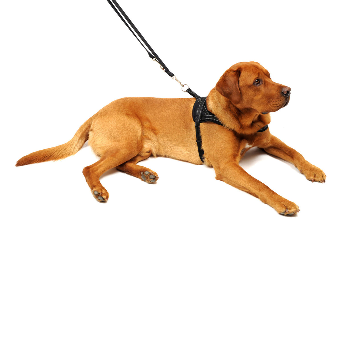 Hundegeschirr Soft & Safe reflektierend