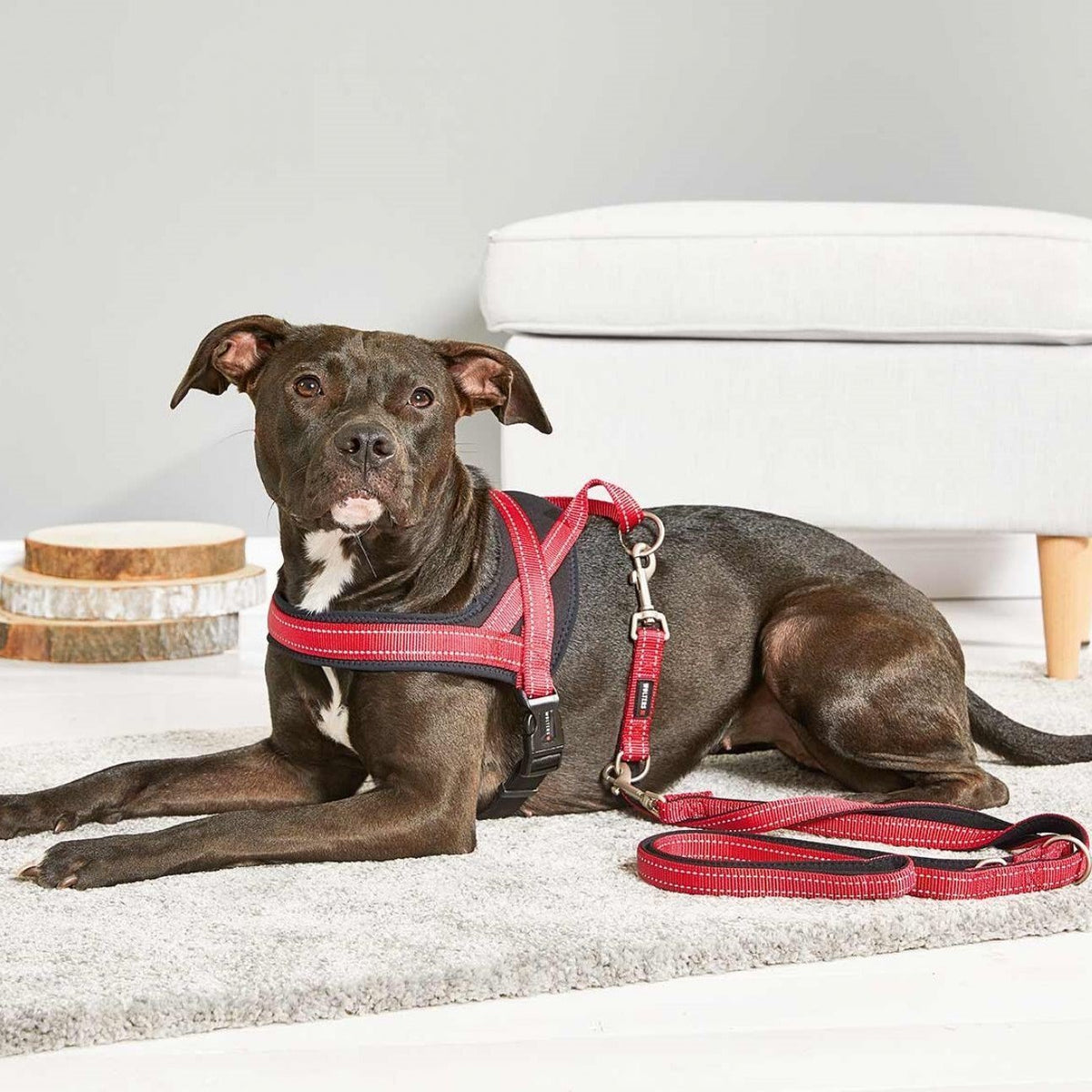 Hundegeschirr Soft & Safe reflektierend
