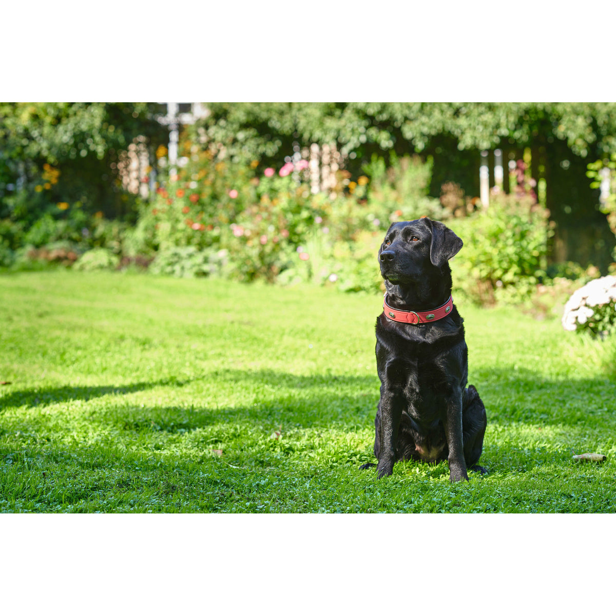 Hundehalsband Softie Stone