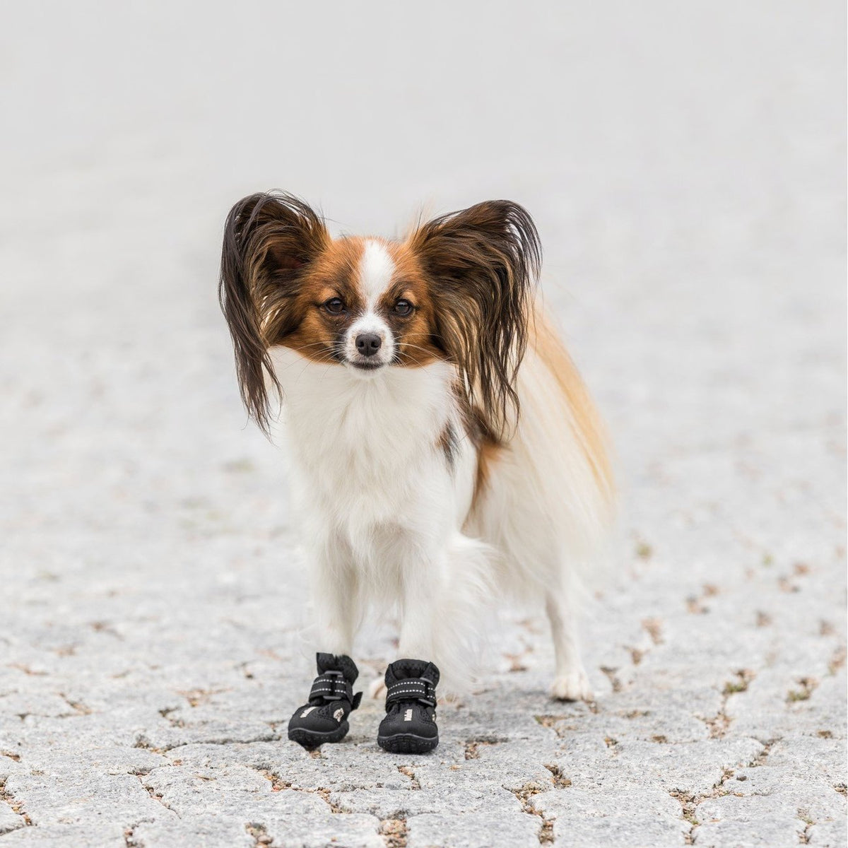 Hundeschuhe Pfotenschutz Walker Active