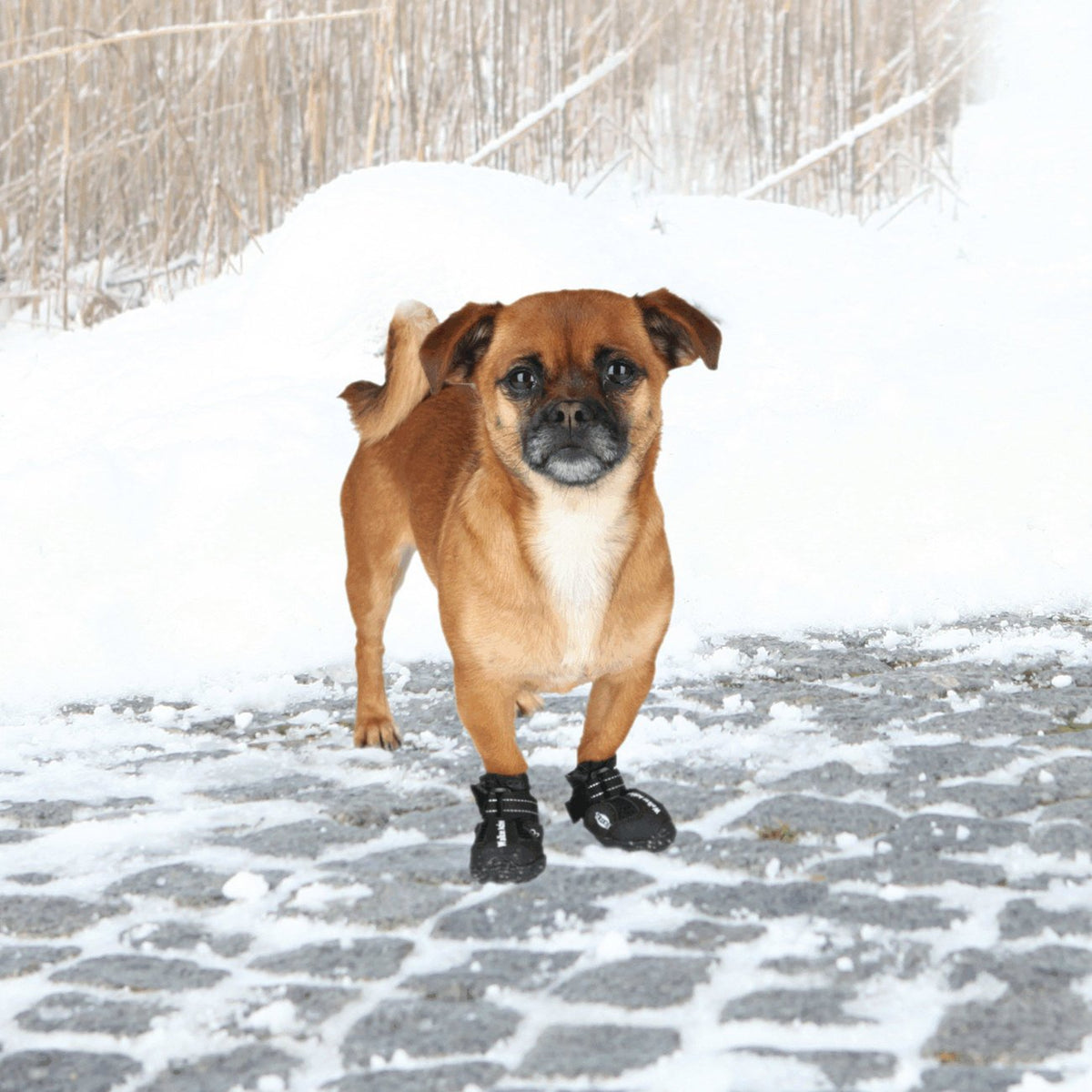 Hundeschuhe Pfotenschutz Walker Active