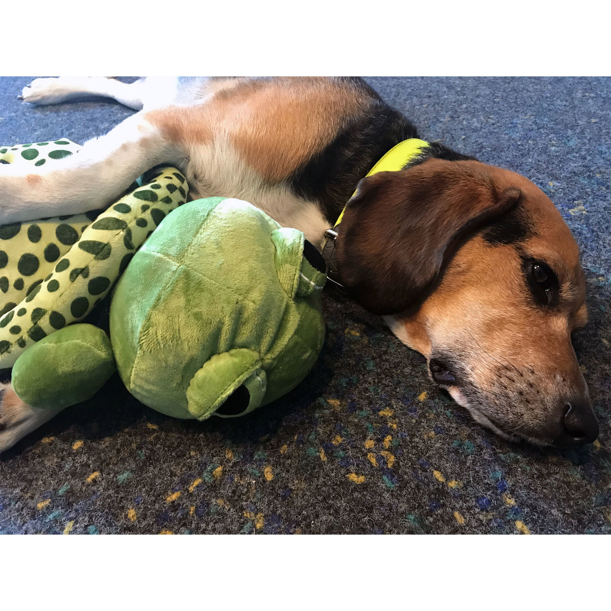 Hundespielzeug Plüsch Schildkröte, Original-Tierstimme XL