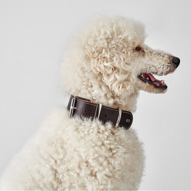 Hunter Halsband Aalborg Special Leder