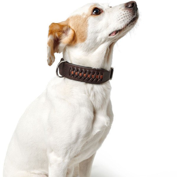 Hunter Halsband Solid Education Exclusive