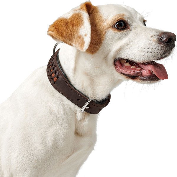 Hunter Halsband Solid Education Exclusive