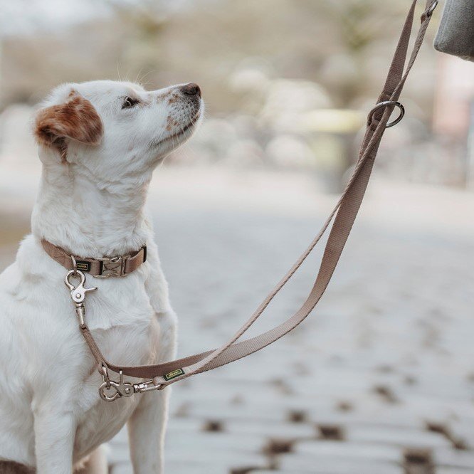 Hunde Halsung Inari Alu-Strong