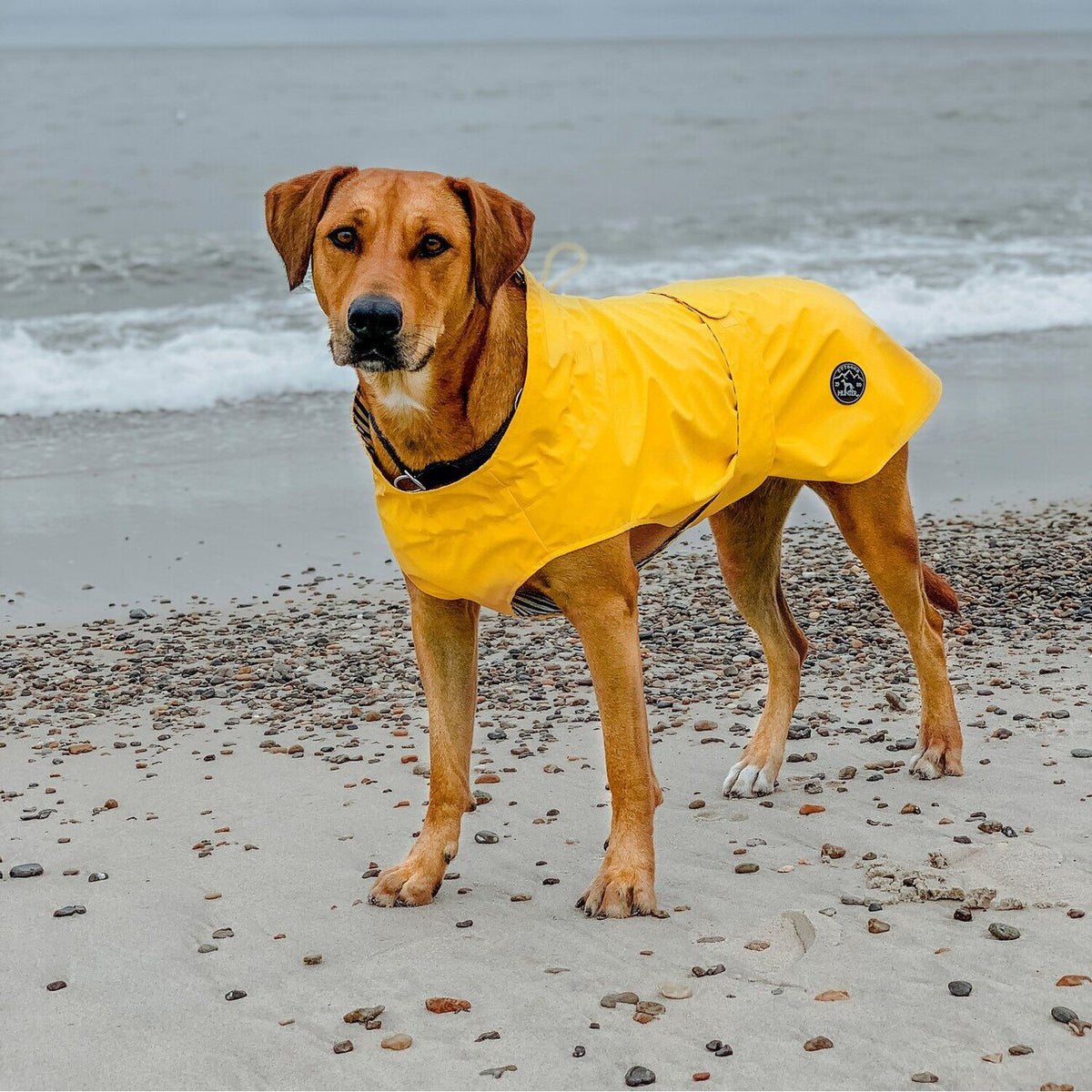 Hunde Regenmantel Milford
