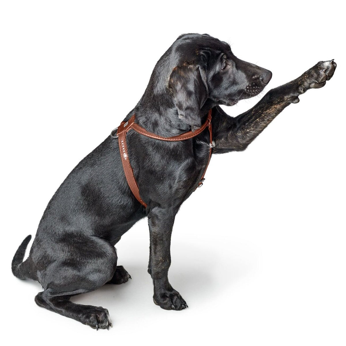 Hundegeschirr Round & Soft Canadian Up