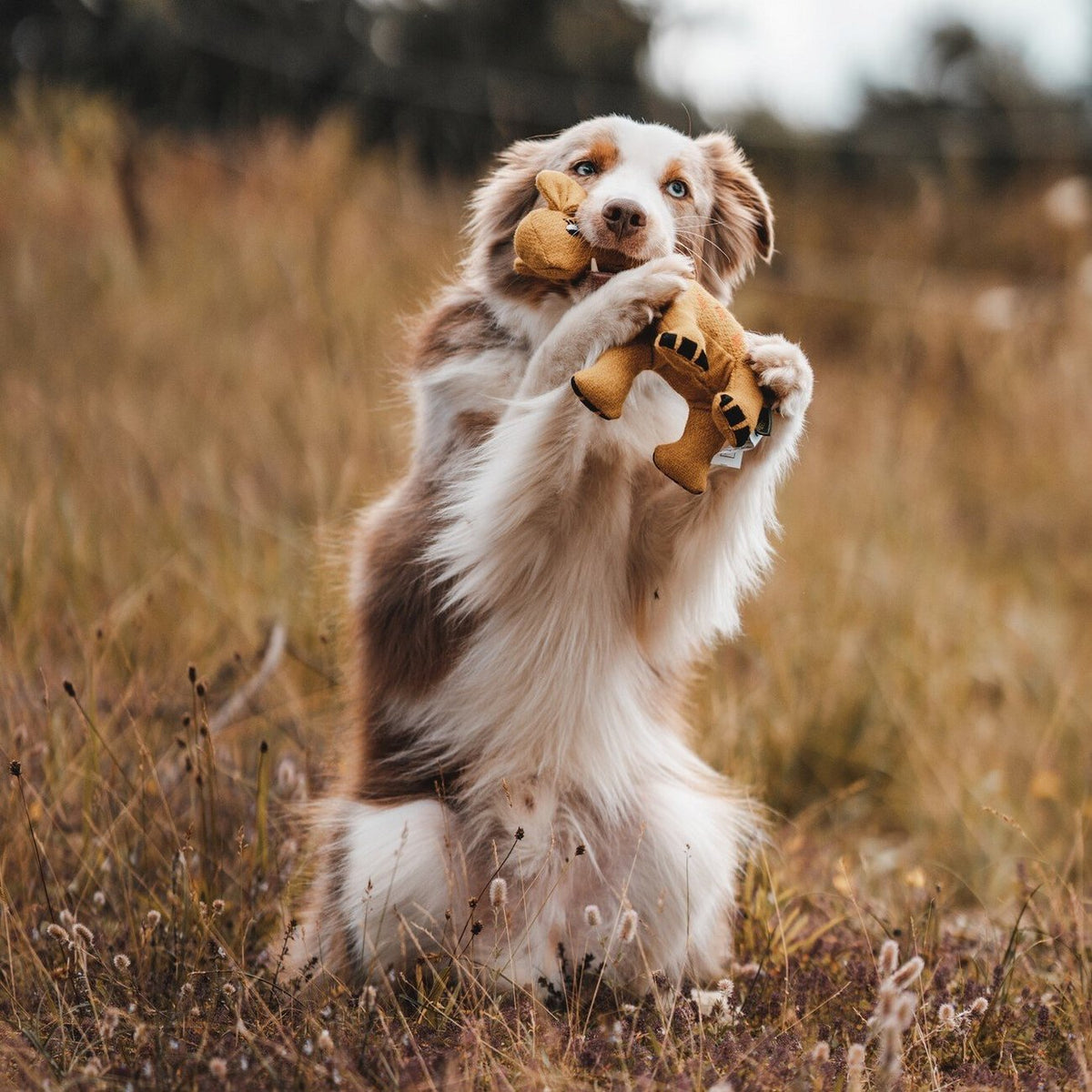 Hundespielzeug Eiby