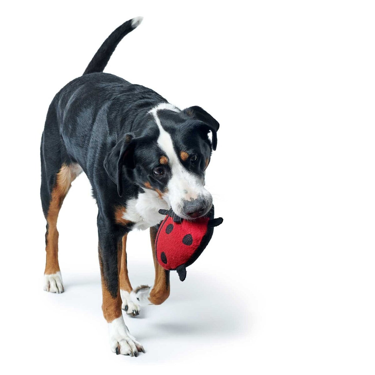 Hundespielzeug Florenz Upcycling