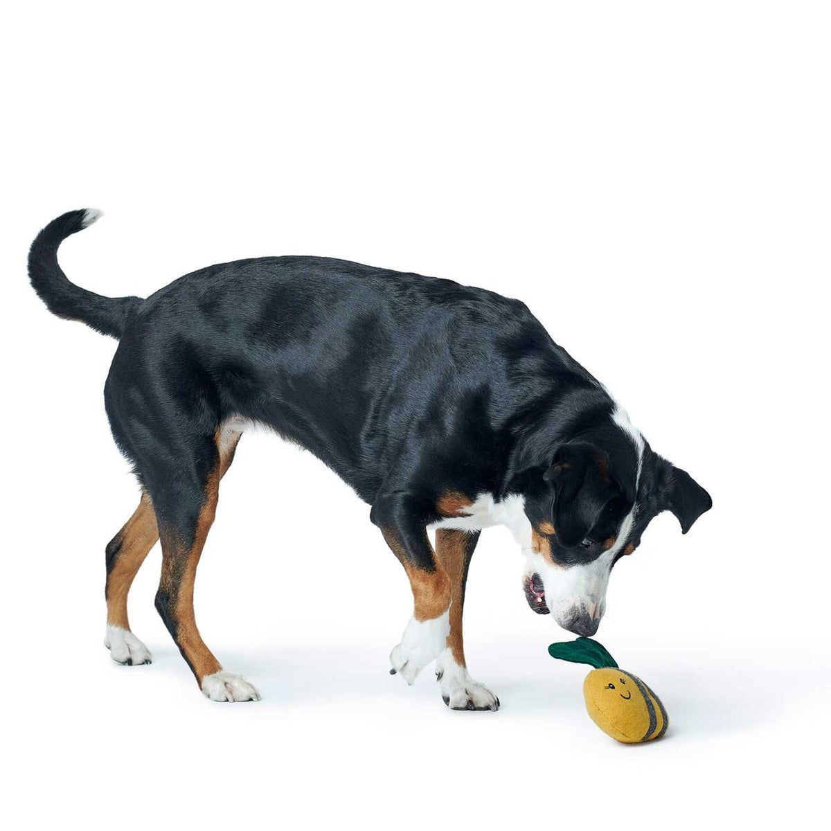 Hundespielzeug Florenz Upcycling