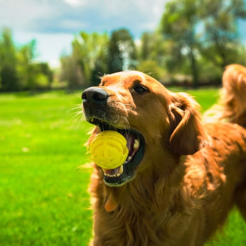 Wurf Hundespielzeug FLINGERZ™