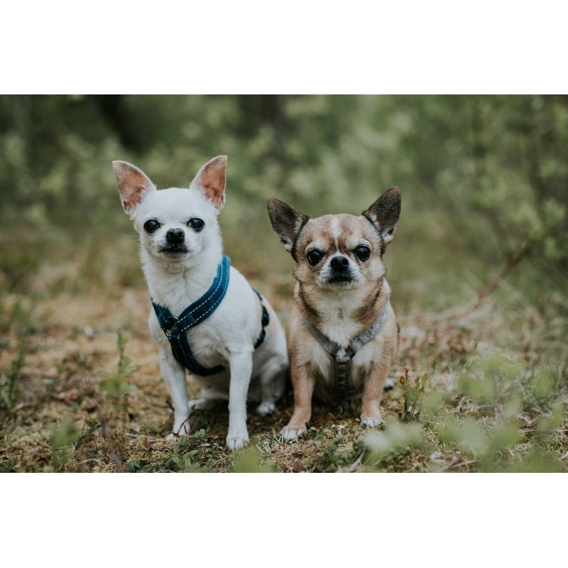 Hurtta Casual Y-Geschirr für Hunde