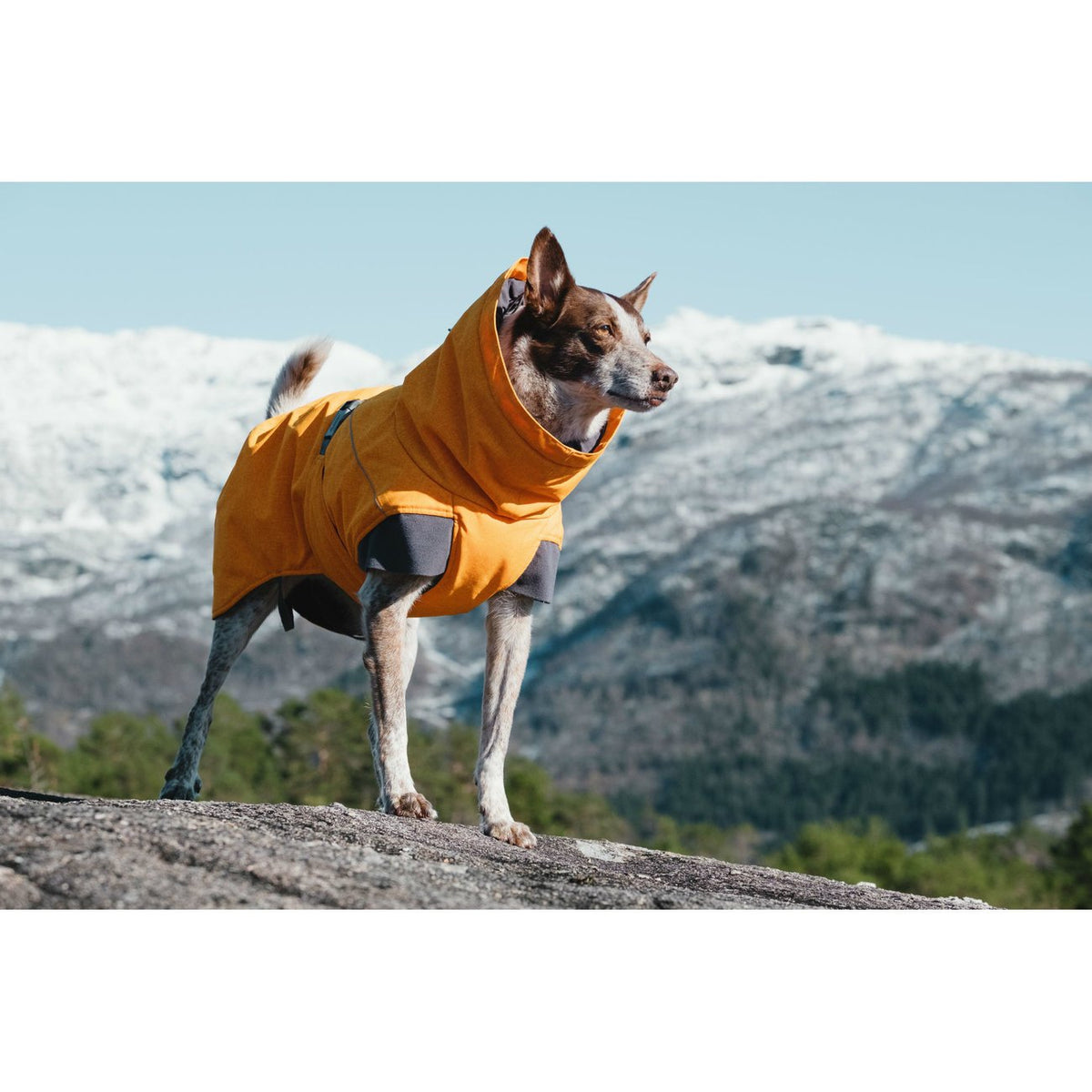 Expedition Wintermantel für Hunde