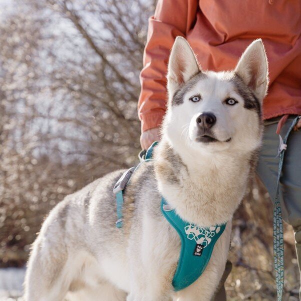 Weekend Warrior Hundegeschirr
