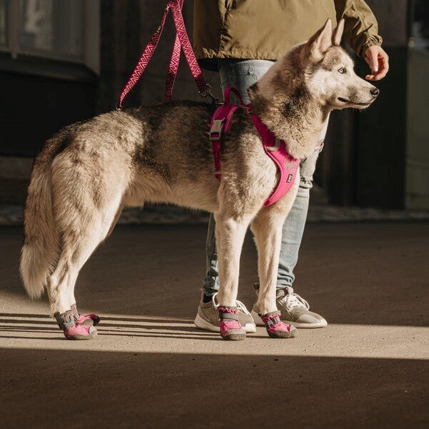 Weekend Warrior Hundegeschirr