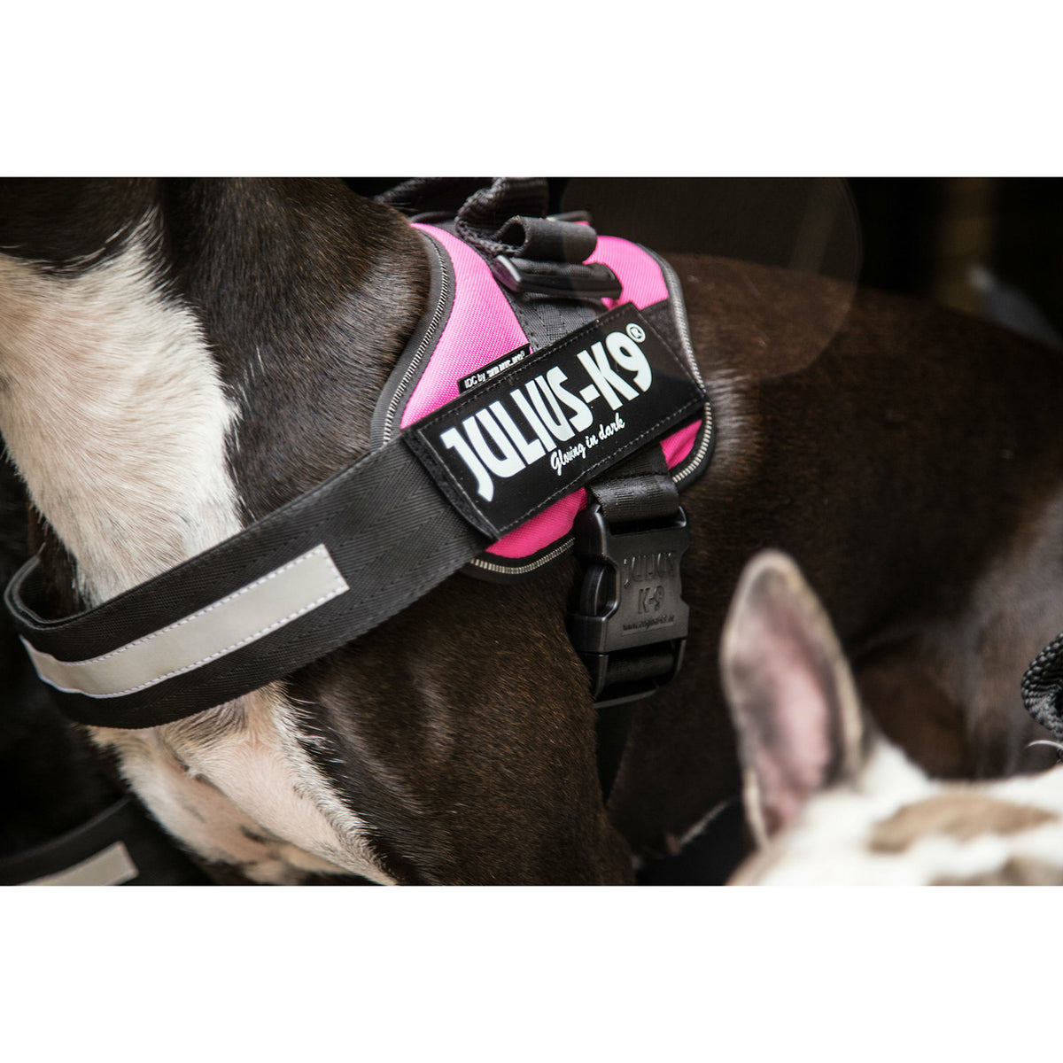 Julius K9 IDC® Powergeschirr® für Hunde
