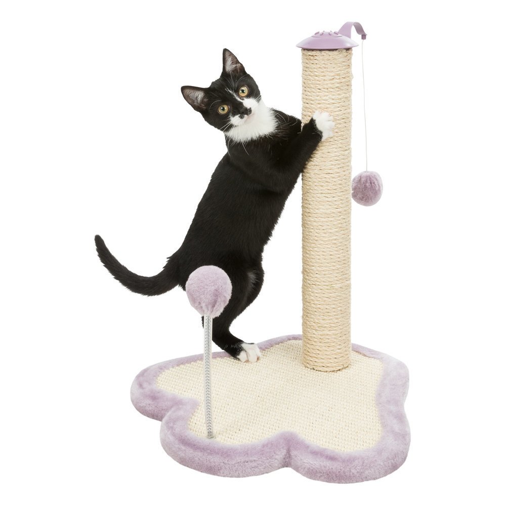 Junior Kratzpfote mit Stamm für Kitten