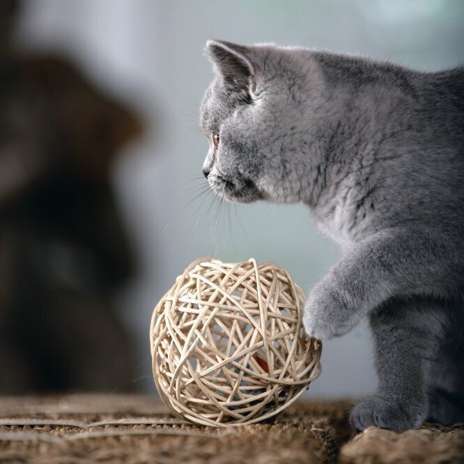 Katzenball Fang die Maus